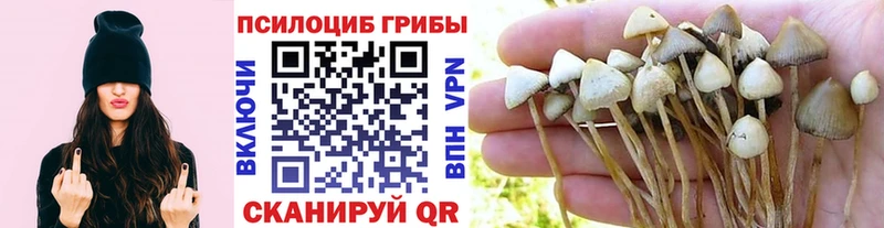 где купить наркотик  Красный Холм  Псилоцибиновые грибы Psilocybine cubensis 